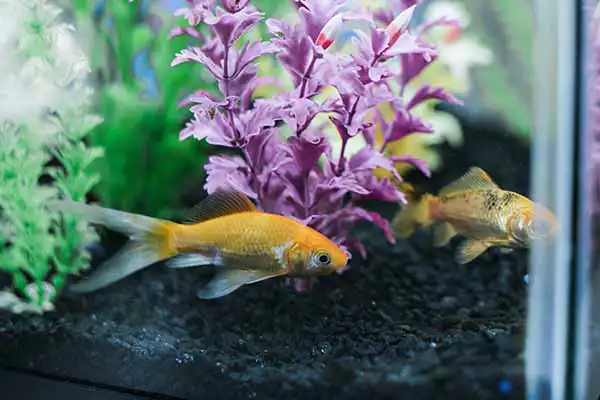 A close up photo of the office goldfish swimming in his tank